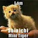 Shinichi_mini_tiger
