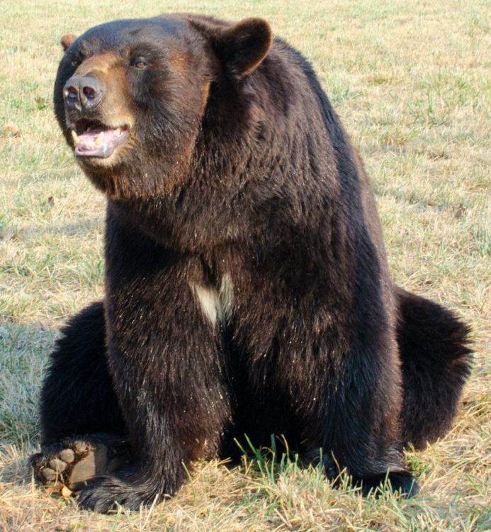 black-bear-Koda.jpg