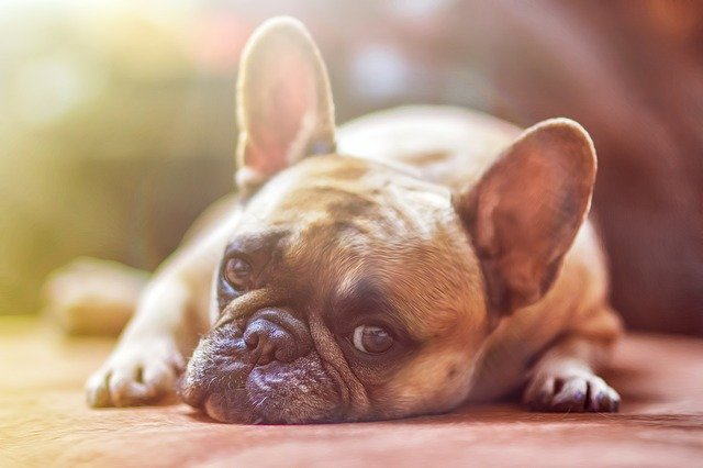 bored dog