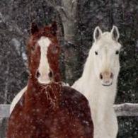 Headstall's Paddock