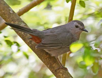 Catbird sitting on a branch