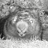 Wombat Bill