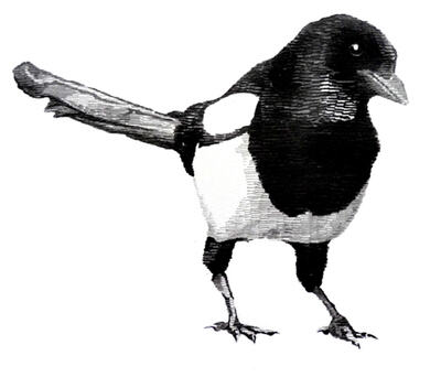 Magpie.jpg