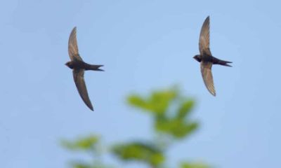 Image of swifts flying