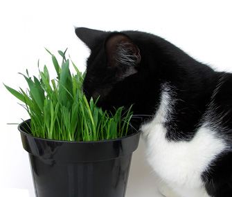 1936824935_Catnip.jpg.e7e8d2ec553e559de2d4a1dbe7cd256f.jpg