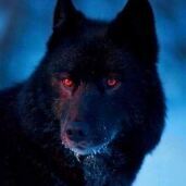 Midnightwolfpup