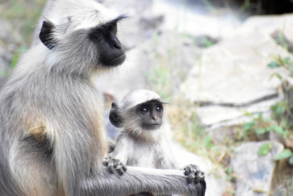 gray-langurs-6394526.jpg