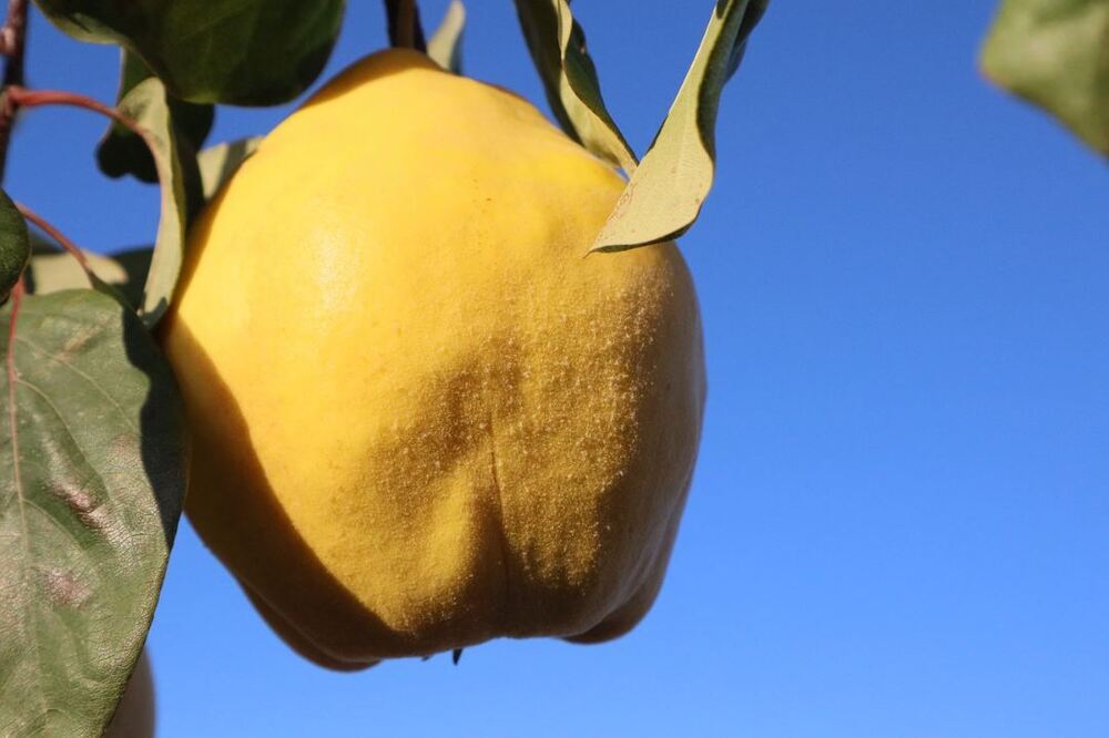 Quince