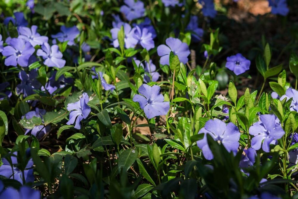 periwinkle-4134144.jpg