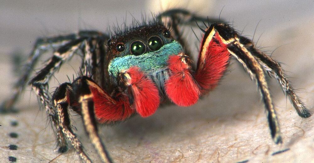 Habronattus_americanus_male_Idaho.thumb.jpg.ce40a933509912947d2530f0b3805340.jpg