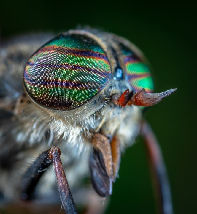 macro-3500171.jpg