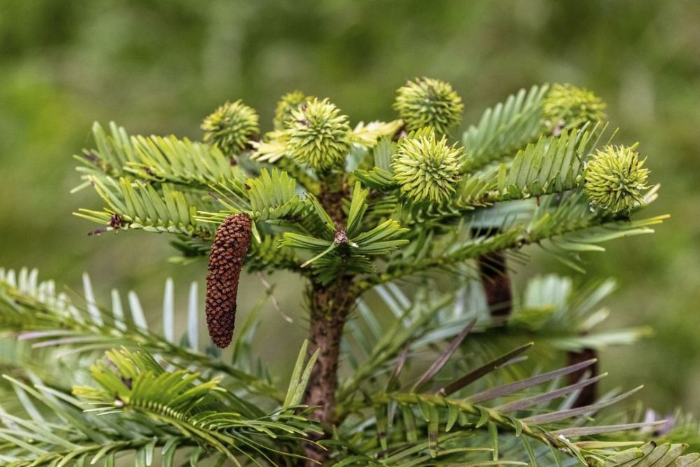 douglas-fir-6382673.jpg