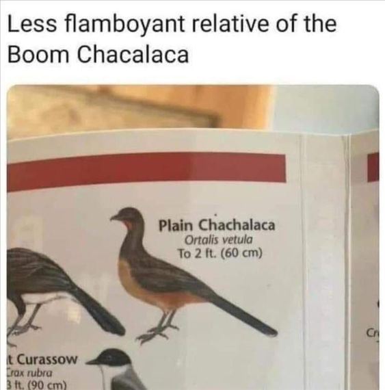 image.jpeg.40c0621370040fa50c9754a4dbcf54de.jpeg