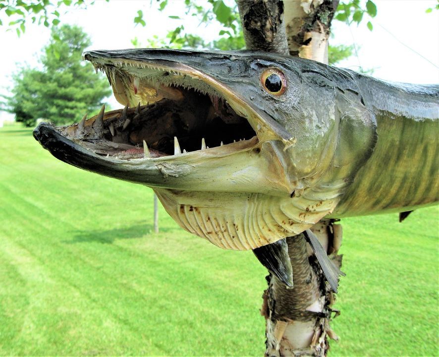 muskellunge-4035415.jpg