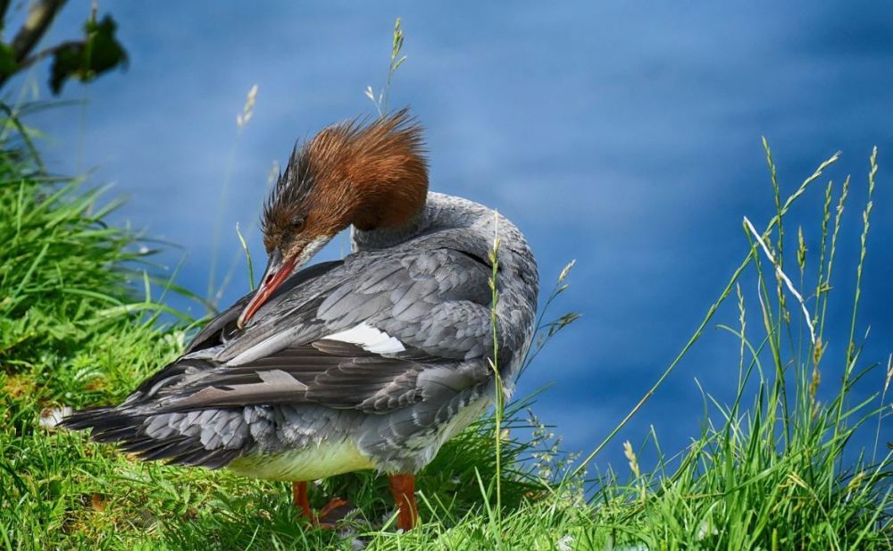 seaduck-3710473.jpg