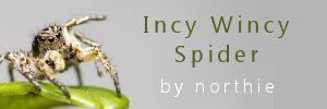 northie incy wincy spider md.jpg