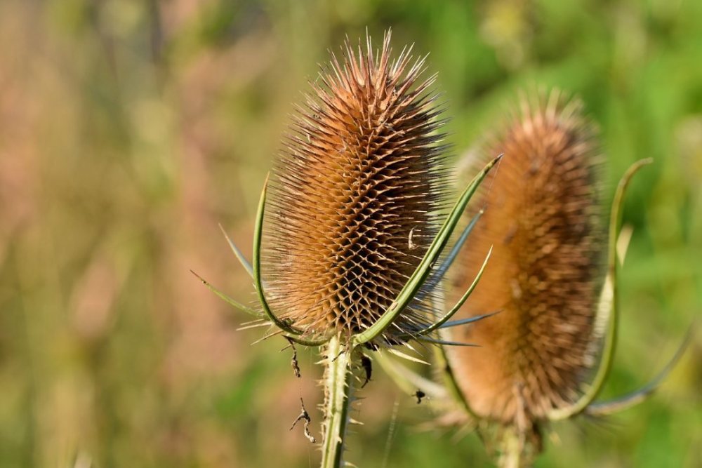 wild-teasel-5860898.jpg