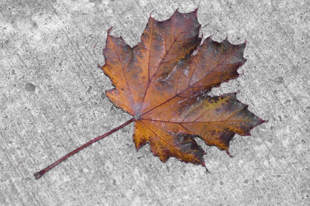 leaf-5175870.jpg