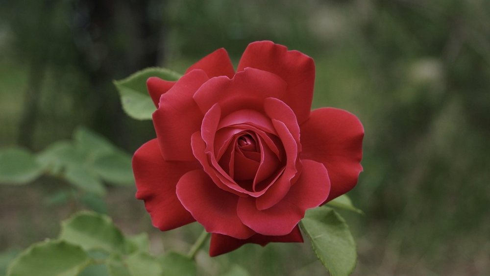 rose-5350048.jpg