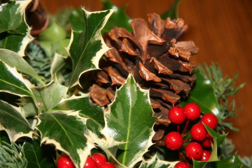 pine-cone-4906060.jpg