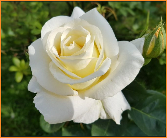 image.png.ad004910c8f732fb577bfcf4660cc757.png