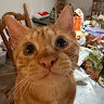 Meowther.060