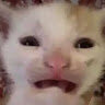 NyaughtyCatboy