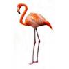 flamingo136